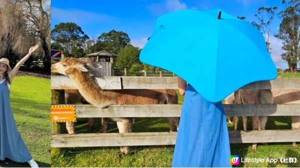 陽光與草原 親訪新西蘭羊駝農場 ft.環保科研雨傘登場