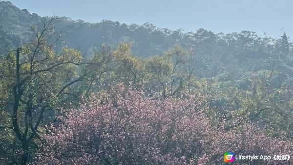 【香港好去處】 嘉道理農場｜睇花睇紅葉睇動物｜園內有多條行山路線選擇