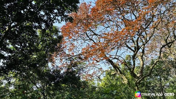 【香港好去處】 嘉道理農場｜睇花睇紅葉睇動物｜園內有多條行山路線選擇