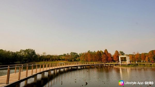 【速報】當落羽松漸紅．香港濕地公園｜文迪．漫遊．慢生活｜