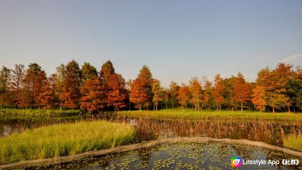 【速報】當落羽松漸紅．香港濕地公園｜文迪．漫遊．慢生活｜