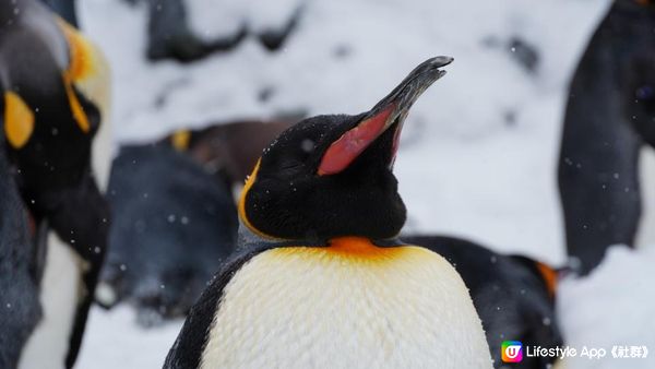 【北海道自由行2024】必去景點！企鵝散步零距離🐧？冬日限定日本旭川市旭山動物園❄️企鵝遊行攻略&北極熊餵食秀｜信用卡不見了感謝北海道警察👮🏻成吉思漢大黑屋😋｜日本4K VLOG momojo