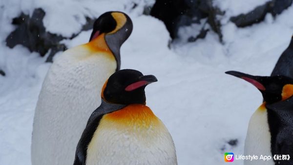 【北海道自由行2024】必去景點！企鵝散步零距離🐧？冬日限定日本旭川市旭山動物園❄️企鵝遊行攻略&北極熊餵食秀｜信用卡不見了感謝北海道警察👮🏻成吉思漢大黑屋😋｜日本4K VLOG momojo