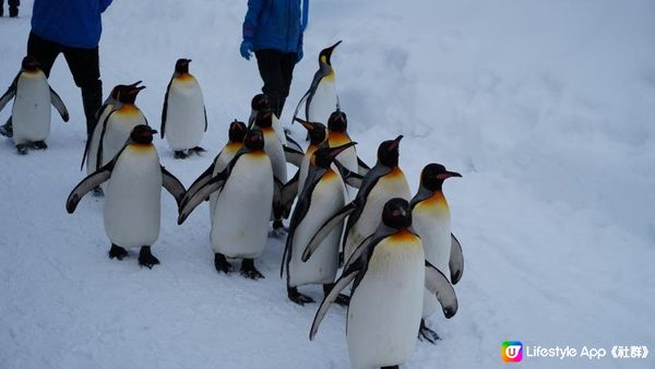 【北海道自由行2024】必去景點！企鵝散步零距離🐧？冬日限定日本旭川市旭山動物園❄️企鵝遊行攻略&北極熊餵食秀｜信用卡不見了感謝北海道警察👮🏻成吉思漢大黑屋😋｜日本4K VLOG momojo