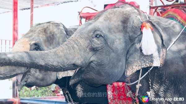 泰國大城（Ayutthaya)吃喝玩樂一天遊