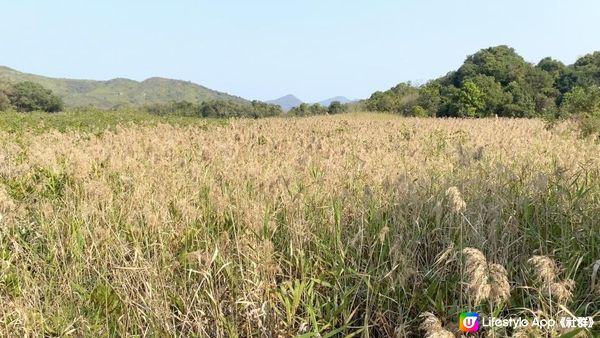 【香港郊遊好去處】輕鬆去「隱世農村鄉下」🤡⁉️海邊走走😋食傳統美味「鄉村菜」老少咸宜！超多打卡位🥰🥰