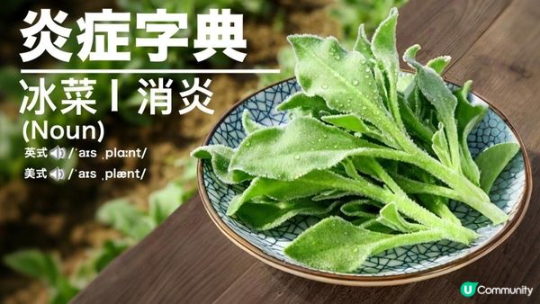 冰菜（冰葉日中花），呢款日本高級養生菜，而家香港都買到啦，即刻同你解構佢嘅神奇之處✨