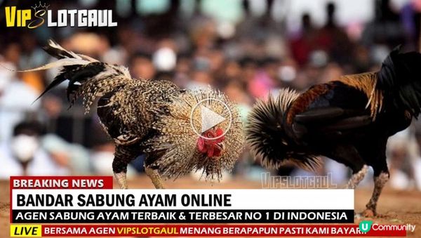 BANDAR SABUNG AYAM WALA MERON | VIPSLOTGAUL