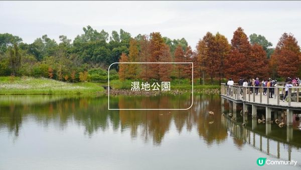 【天水圍悠記】美而小眾賞紅葉寶藏地｜天水圍濕地公園