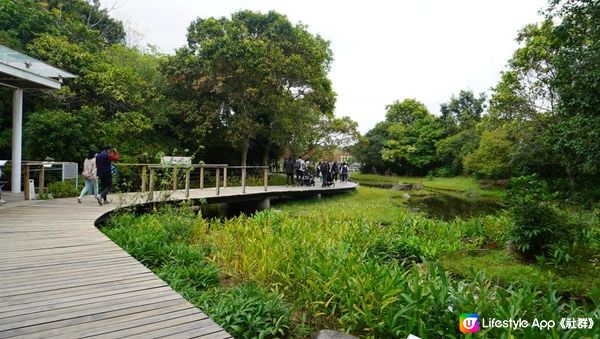 【天水圍悠記】美而小眾賞紅葉寶藏地｜天水圍濕地公園