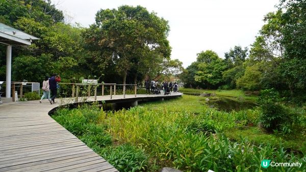 【天水圍悠記】美而小眾賞紅葉寶藏地｜天水圍濕地公園