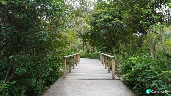 【天水圍悠記】美而小眾賞紅葉寶藏地｜天水圍濕地公園