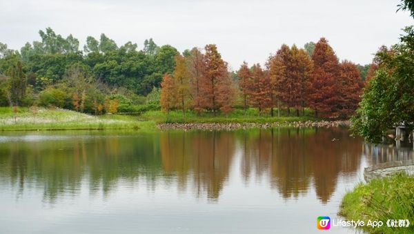 【天水圍悠記】美而小眾賞紅葉寶藏地｜天水圍濕地公園