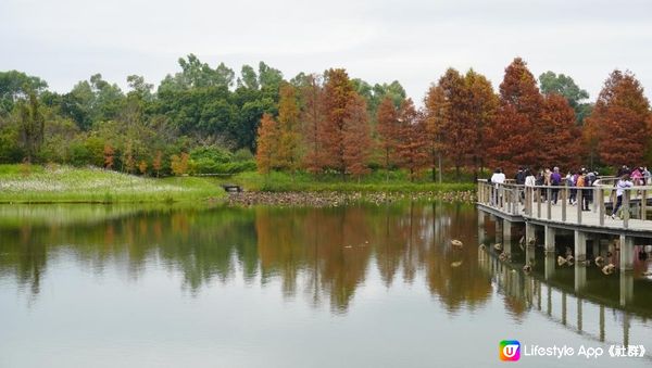 【天水圍悠記】美而小眾賞紅葉寶藏地｜天水圍濕地公園