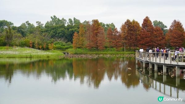 【天水圍悠記】美而小眾賞紅葉寶藏地｜天水圍濕地公園