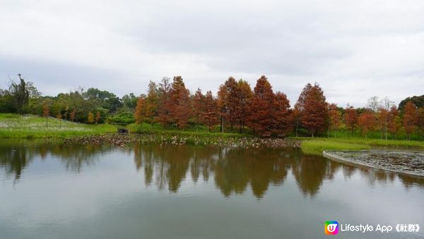 【天水圍悠記】美而小眾賞紅葉寶藏地｜天水圍濕地公園