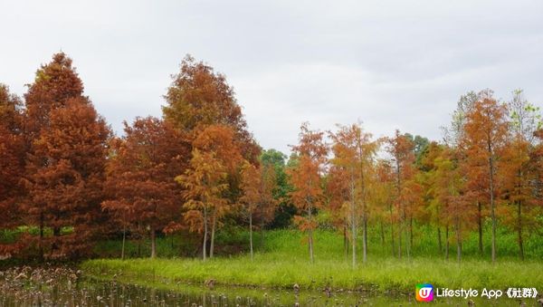 【天水圍悠記】美而小眾賞紅葉寶藏地｜天水圍濕地公園