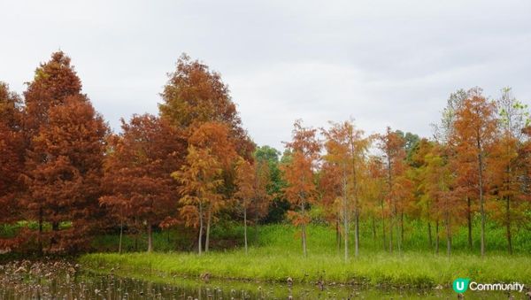 【天水圍悠記】美而小眾賞紅葉寶藏地｜天水圍濕地公園