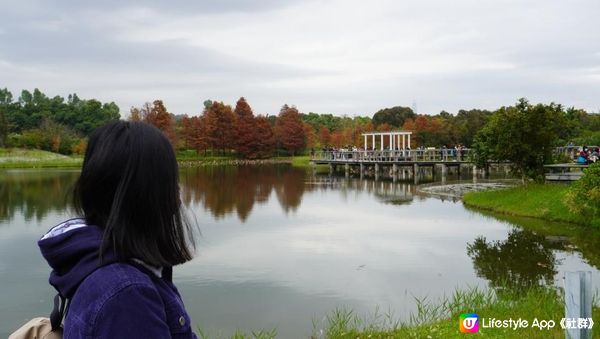 【天水圍悠記】美而小眾賞紅葉寶藏地｜天水圍濕地公園