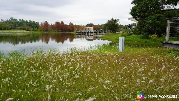 【天水圍悠記】美而小眾賞紅葉寶藏地｜天水圍濕地公園