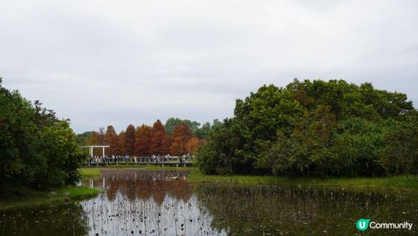 【天水圍悠記】美而小眾賞紅葉寶藏地｜天水圍濕地公園