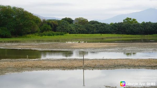 【天水圍悠記】美而小眾賞紅葉寶藏地｜天水圍濕地公園