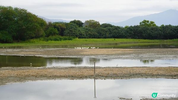 【天水圍悠記】美而小眾賞紅葉寶藏地｜天水圍濕地公園