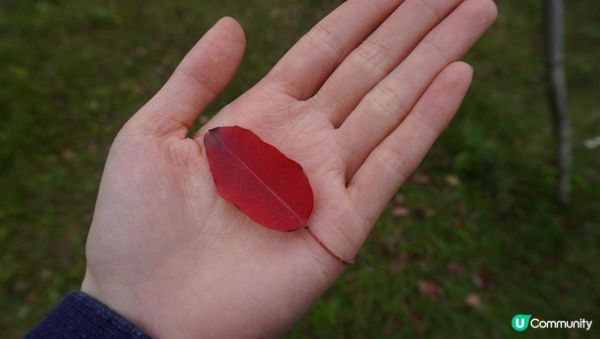 【天水圍悠記】美而小眾賞紅葉寶藏地｜天水圍濕地公園