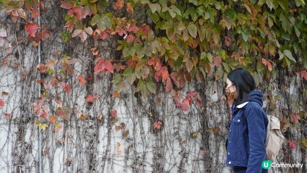 【天水圍悠記】美而小眾賞紅葉寶藏地｜天水圍濕地公園