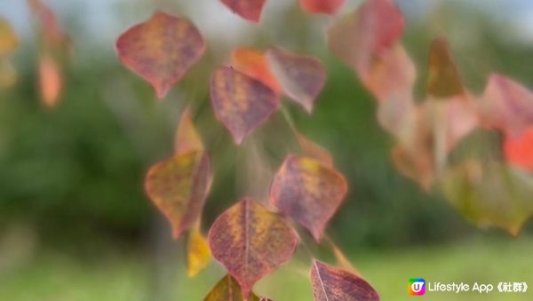 【天水圍悠記】美而小眾賞紅葉寶藏地｜天水圍濕地公園