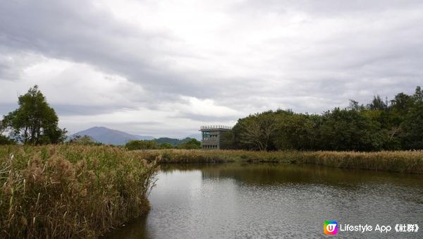 【天水圍悠記】美而小眾賞紅葉寶藏地｜天水圍濕地公園