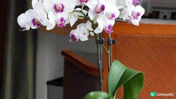 【#思思賢嘆世界】求婚Anniversary奢華Staycation @ 文華東方酒店