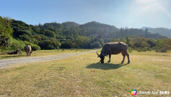 【香港行山好去處】輕鬆去「清幽海邊村落」⁉️絕美沿海路線😻勁多打卡位📸牛牛樂園🐃尋紅葉🍁