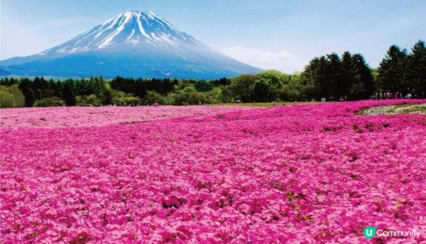 春暖花開的好季節，來一場花之旅吧