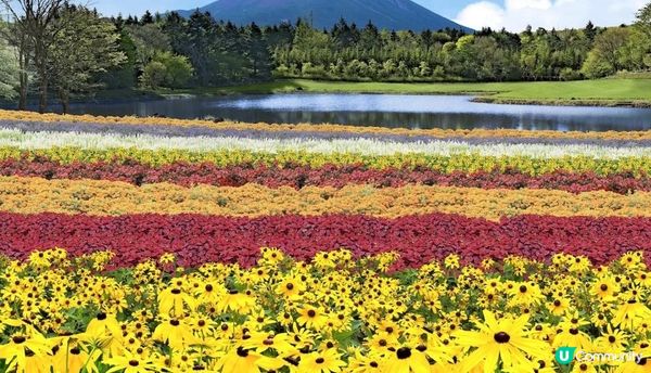 春暖花開的好季節，來一場花之旅吧