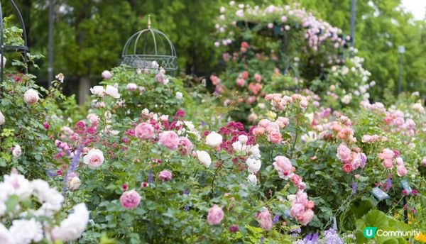 春暖花開的好季節，來一場花之旅吧