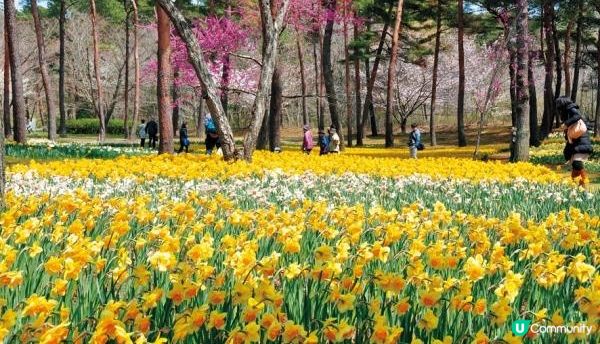 春暖花開的好季節，來一場花之旅吧