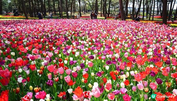 春暖花開的好季節，來一場花之旅吧