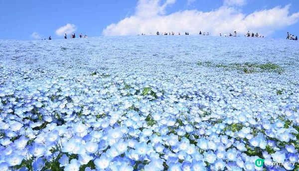 春暖花開的好季節，來一場花之旅吧