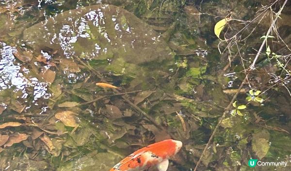 3小時舒爽遠足｜印洲塘郊遊徑｜迎接初夏路線：烏蛟騰 > 九担租 > 上、下苗田 > 三椏涌 > 荔枝窩⛴️