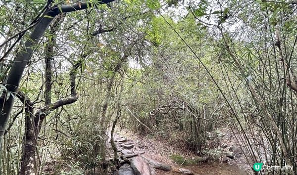 3小時舒爽遠足｜印洲塘郊遊徑｜迎接初夏路線：烏蛟騰 > 九担租 > 上、下苗田 > 三椏涌 > 荔枝窩⛴️