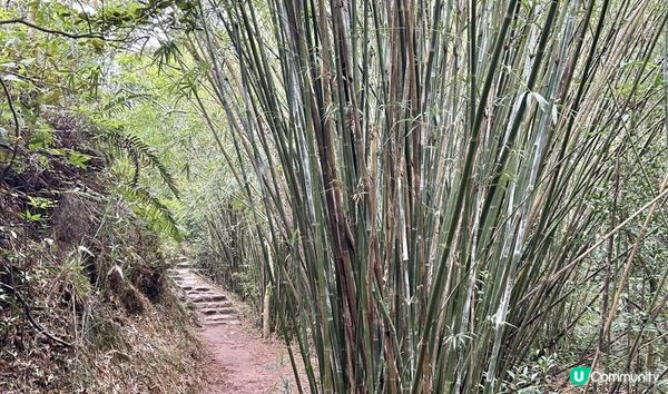 3小時舒爽遠足｜印洲塘郊遊徑｜迎接初夏路線：烏蛟騰 > 九担租 > 上、下苗田 > 三椏涌 > 荔枝窩⛴️