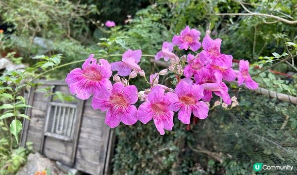 西貢行山｜4小時靚景路線：北潭凹 > 赤徑 > 鹹田灣木橋 > 西灣觀星台 > 西灣沙灘 > 西灣亭 