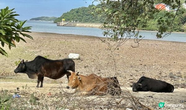 西貢行山｜4小時靚景路線：北潭凹 > 赤徑 > 鹹田灣木橋 > 西灣觀星台 > 西灣沙灘 > 西灣亭 