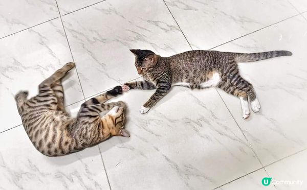 哈～你地係咪扮緊一幅名畫？