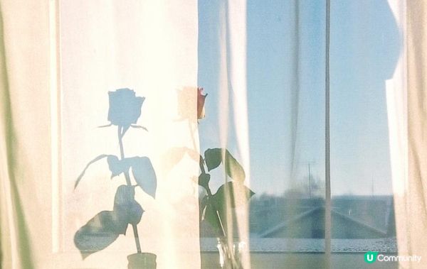 保鮮花的養護秘訣：如何讓它們保持最佳狀態？