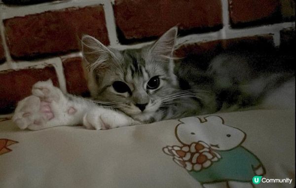 因為BB實在太可愛啦，佢係緬因BB女。