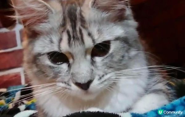 因為BB實在太可愛啦，佢係緬因BB女。