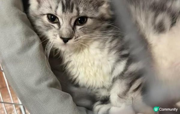 因為BB實在太可愛啦，佢係緬因BB女。