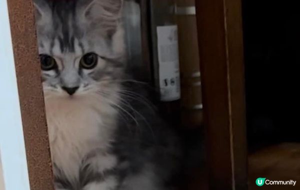 因為BB實在太可愛啦，佢係緬因BB女。